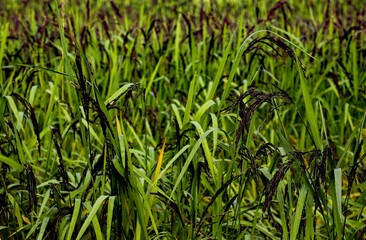 Black rice cultivation
