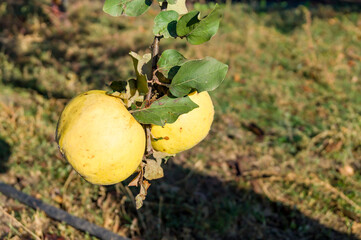 Quince fruits hanging on a tree branch with leaves in the garden