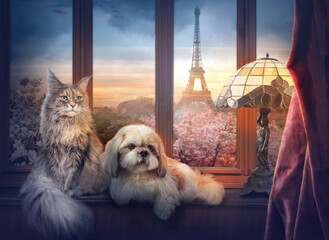 Maine Coon cat and Shih tzu dog sit on the window sill. In the background, a view of Paris and the Eiffel Tower. Evening cityscape.- 385508224