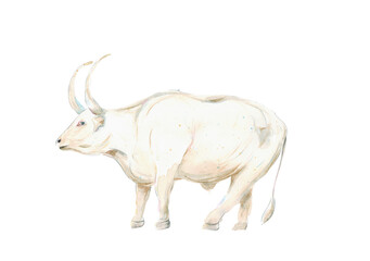 Watercolor hand drawn illustration of white bull symbol of 2021 isolated on white