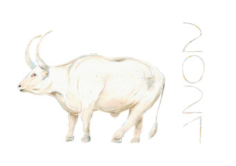 Watercolor hand drawn illustration of white bull with lettering 2021 isolated on white