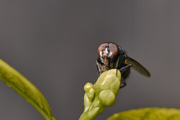 macro photo of fruit flies (Drosophila Melanogaster) in top of lily flower. macro bug and insect...