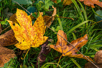 beautiful autumn hike in the colorful forest near wilhelmsdorf