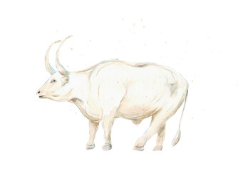 Watercolor hand drawn illustration of white bull with multicolored watercolor splashes on white