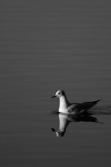 Gaviota nadando en el mar