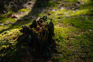 Old rotten tree stump covered with moss. Sumava national park, Nova Pec, Czech Republic, September 27, 2020