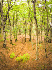Vertical image of forest  trees with green leafs in Sabaduri forest in october, Tbilisi national park. Forests in Georgia.