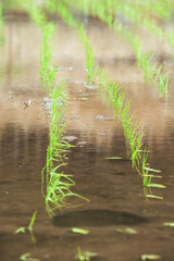 田植え後の水田