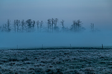 reeds in the fog