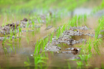 田植え後の水田