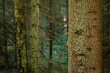 Trunk and branches of a coniferous tree. Sumava national park, Nova Pec, Czech Republic, September...