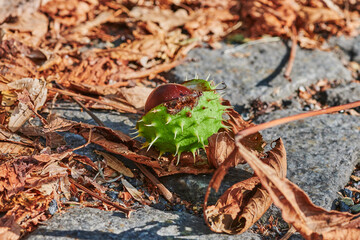 Chestnuts (Aesculus Hippocastanum) lying at ground on a sunny autumn day.