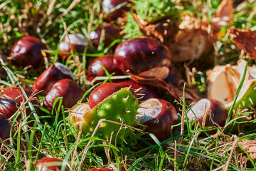 Chestnuts (Aesculus Hippocastanum) lying at ground on a sunny autumn day.