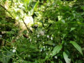 small flower in nature