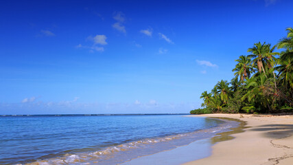 Green palm trees on caribbean beach. Travel background.