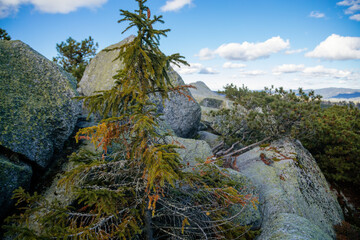 Spruce growing among stones. Sumava national park, Nova Pec, Czech Republic, September 27, 2020