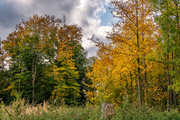 beautiful autumn hike in the colorful forest near wilhelmsdorf