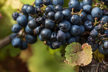 Close-up photo of blue grapes in the vineyard. There is a beetle on a ball of grapes.