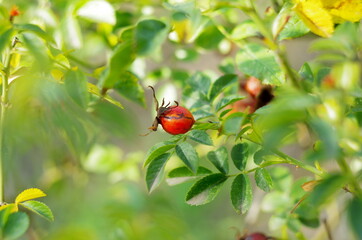 ripe wild rose hips on a branch