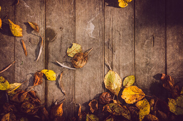 Obraz premium autumn leaves on wooden background