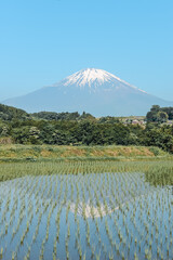 Mount Fuji reflection on rice field