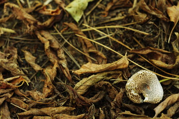 Lepiota mushroom in fallen leaves