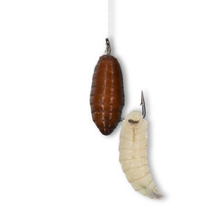 Bait for fishing. How to hook maggots