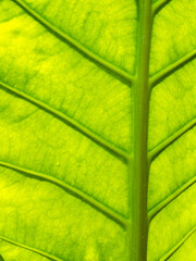 Pattern of Crystal Anthurium Leaf