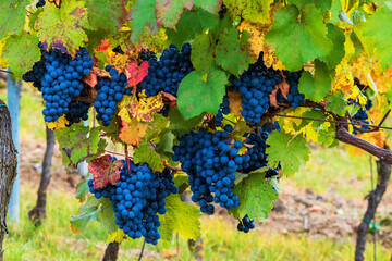 Blue bunches of grapes hanging in a vineyard in the setting sun. The wine is ripe for harvest.