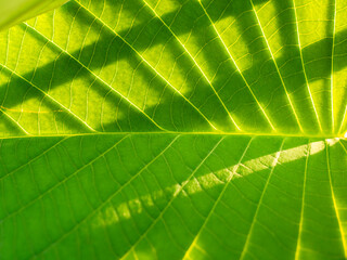 Fototapeta na wymiar Lines of The Leaf Contrast with The Shadow