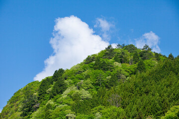 Obraz premium 新緑の山林