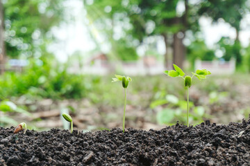 Step of young plant seed on growing of sprout on the soil in the garden with sunlight grows on farms. Agriculture seedling and save the earth concept.