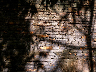Tree Shadow on The Old Brick Wall