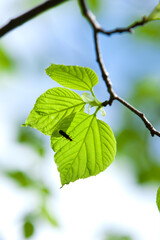 新緑の葉