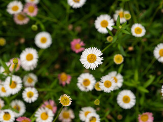The Common Daisy Blooming