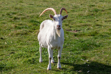 Weißer Ziegenbock auf einer Weide