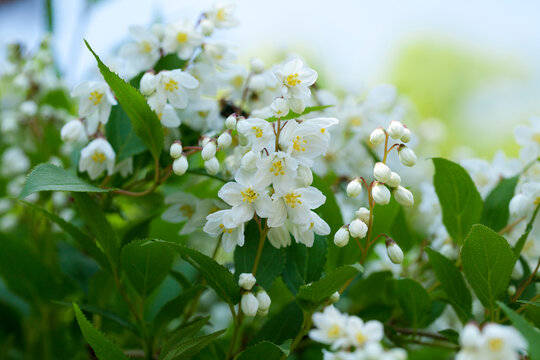 443 件の最適な 卯の花 画像 ストック写真 ベクター Adobe Stock 443 件の最適な 卯の花 画像 ストック写真 ベクター Adobe Stock