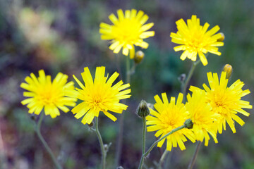 ウズラバタンポポ