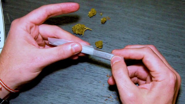 Un homme roule une cigarette de cannabis avec des t&ecirc;tes de chanvres et du tabac, illustration fumeur de drogue et consommation et de cannabis