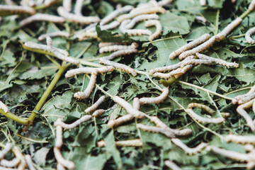Silkworm caterpillars eat green leaves. Close-up of insects suitable for fabric production.