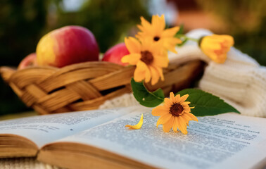 Composition with fresh apples in a basket, an open book and blooming yellow flowers on a garden background.
