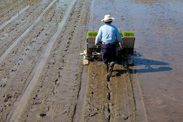 Obraz premium 田植機を使って作業をする人