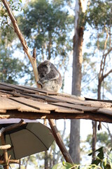 Koalabären in Australien