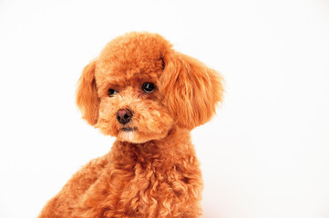 悩めるプードル