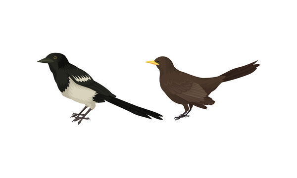 Feathered Birds or Avian with Magpie Vector Set