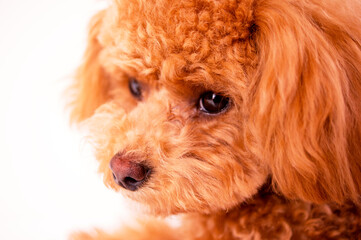 悲しむプードル