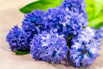 Hyacinth bouquet on a table