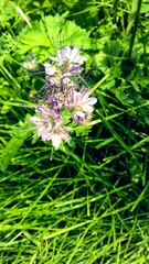 flower in the grass