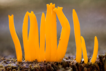 Makro eines Guepiniopsis buccina Ständerpilz Schwächeparasit auf einem Baumstumpf
