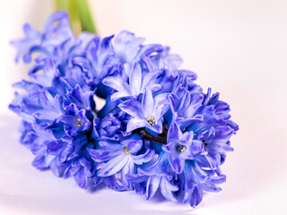 Hyacinth flower isollated on white background